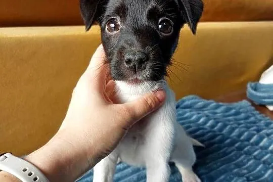Parson russell terrier suczka szczenię, Dolnośląskie, Wrocław
