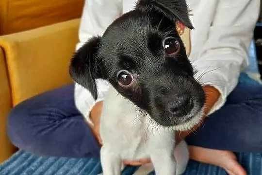 Parson russell terrier suczka szczenię, Dolnośląskie, Wrocław