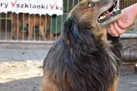 Koral, porzucony piesek bardzo prosi o dom, czeka 