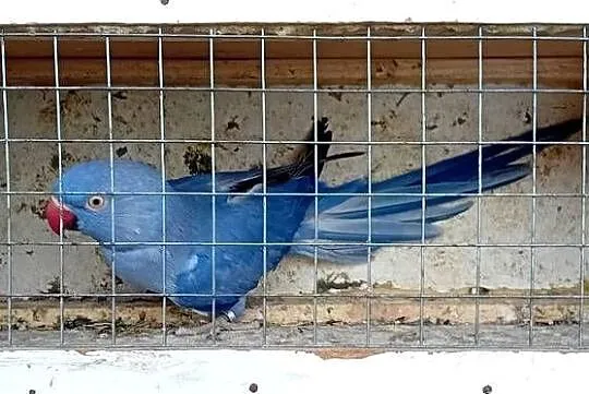 Samica aleksandretty obrożnej fiolet 18r., Śląskie, Pruchna