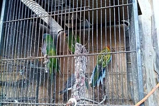 Papugi para