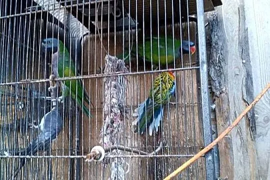 Papugi para, Podkarpackie, Dybawka