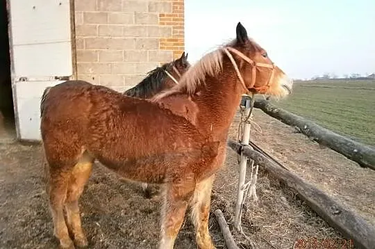 Sprzedam Źrebice zimnokrwiste