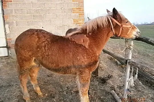 Sprzedam Źrebice zimnokrwiste