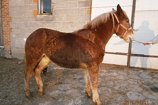 Sprzedam Źrebice zimnokrwiste