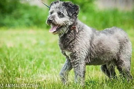 OTOZ Animals - Misiek - energiczny kudłacz szuka d