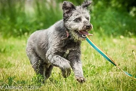 OTOZ Animals - Misiek - energiczny kudłacz szuka d