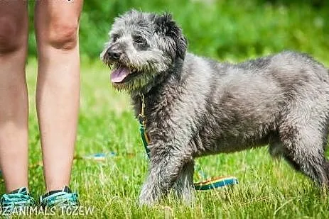 OTOZ Animals - Misiek - energiczny kudłacz szuka d