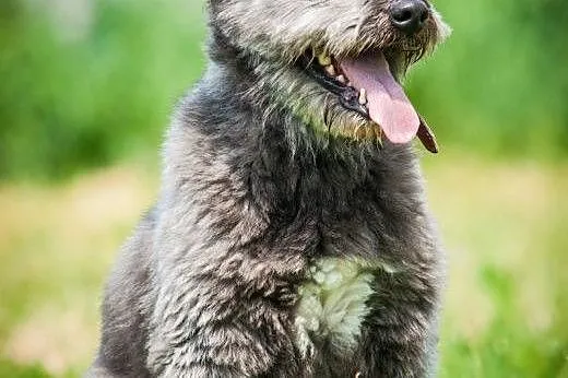 OTOZ Animals - Misiek - energiczny kudłacz szuka d