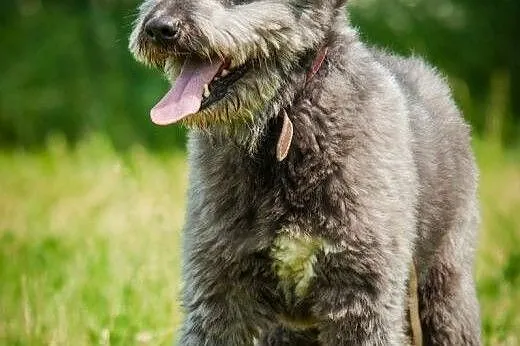 OTOZ Animals - Misiek - energiczny kudłacz szuka d