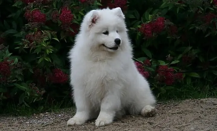 Szczenięta samoyed, zagraniczne krycie już na świe