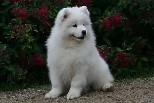 Szczenięta samoyed, zagraniczne krycie już na świe