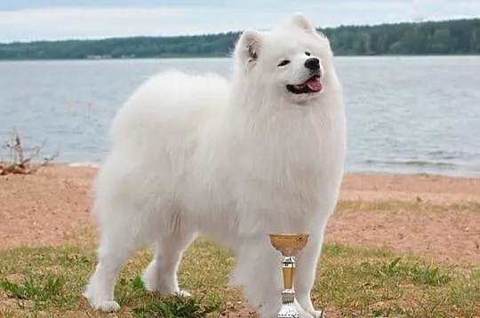Szczenięta samoyed, zagraniczne krycie już na świe