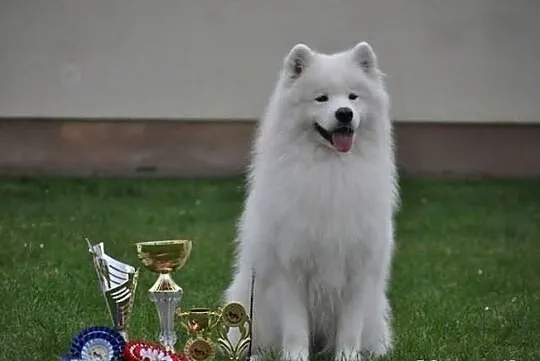 Szczenięta samoyed, zagraniczne krycie już na świe