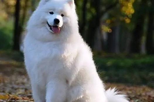 Szczenięta samoyed, zagraniczne krycie już na świe