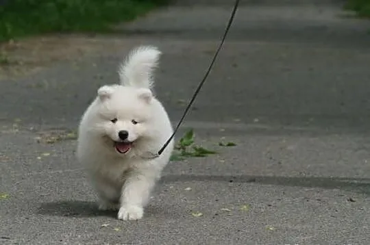Szczenięta samoyed, zagraniczne krycie już na świe