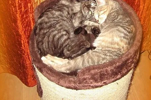 Dwie kociczki 2,5 mies.razem lub osobno,adopcja!!,
