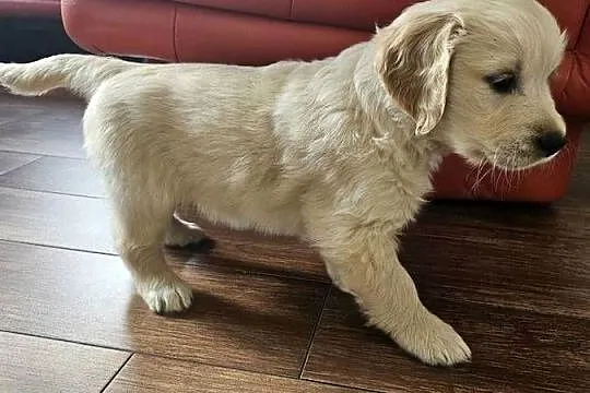 Golden Retriever / szczeniak / złoty piesek / gotowy do odbioru / rodowód, Małopolskie, Brzesko