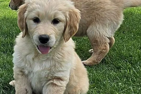 Golden Retriever / szczeniak / złoty piesek / gotowy do odbioru / rodowód, Małopolskie, Brzesko