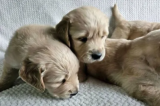 Golden Retriever / szczeniak / złoty piesek / gotowy do odbioru / rodowód, Małopolskie, Brzesko
