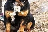 SIKUS - rottweiler dla krasnoludków,  mazowieckie Warszawa