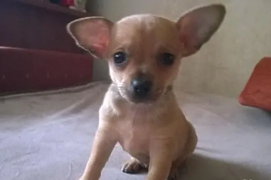 Chihuahua - wyjątkowy maleńki piesek