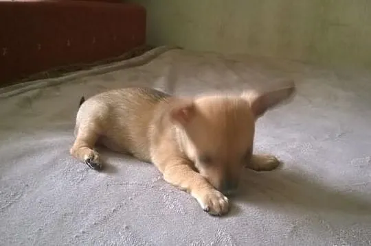Chihuahua - wyjątkowy maleńki piesek