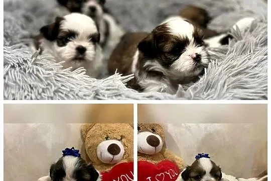 Shih TZU suczki tricolor, Śląskie, Żory
