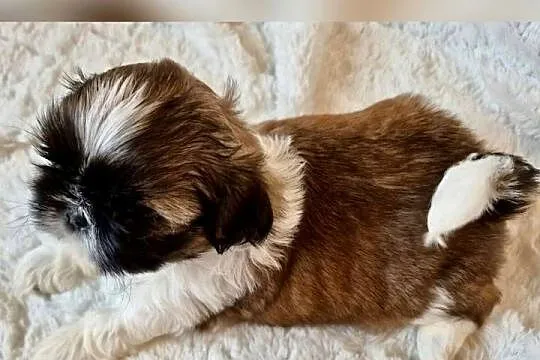 Shih TZU suczki tricolor, Śląskie, Żory