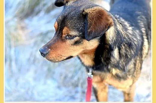 10kg,mały,łagodny,wesoły piesek PONGO.Adopcja,  małopolskie Kraków