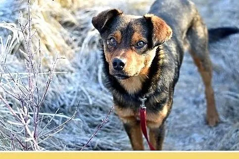 10kg,mały,łagodny,wesoły piesek PONGO.Adopcja,  ma