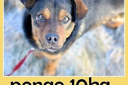 10kg,mały,łagodny,wesoły piesek PONGO.Adopcja,  ma
