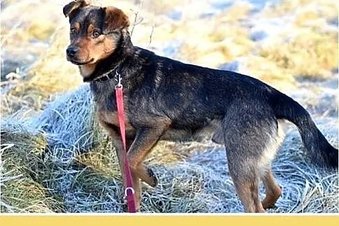 10kg,mały,łagodny,wesoły piesek PONGO.Adopcja,  ma