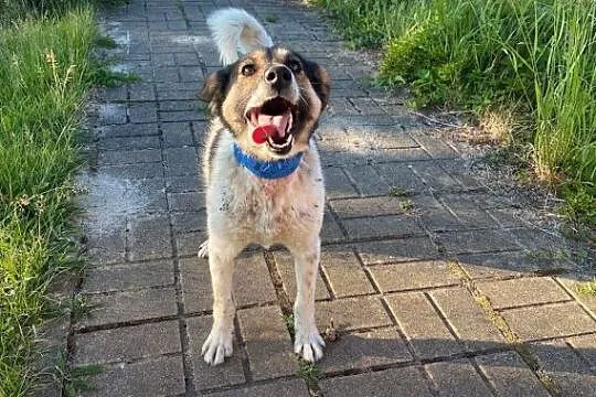 Oddam pieska w dobre ręce!