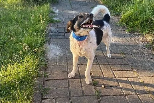 Oddam pieska w dobre ręce!