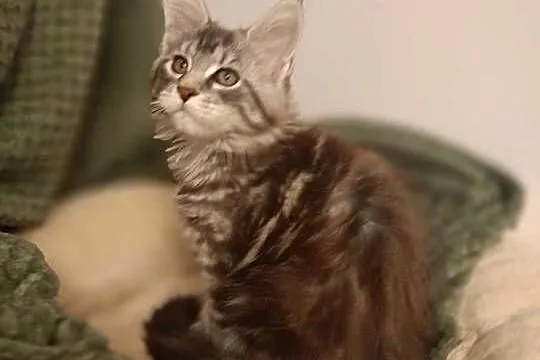 Kotka Maine Coon rodowód FPL