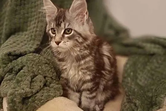 Kotka Maine Coon rodowód FPL, Lubuskie, Bytom Odrzański