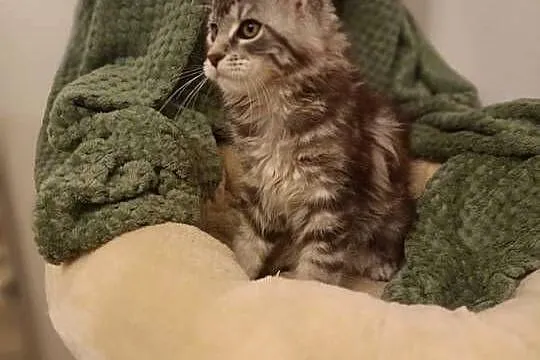 Kotka Maine Coon rodowód FPL, Lubuskie, Bytom Odrzański
