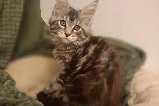 Kotka Maine Coon rodowód FPL, Lubuskie, Bytom Odrzański