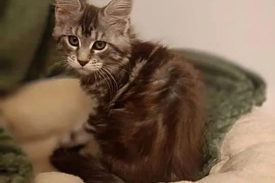 Kotka Maine Coon rodowód FPL, Lubuskie, Bytom Odrzański