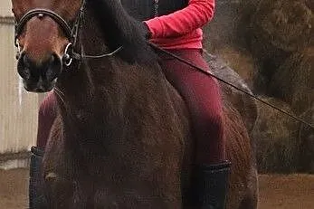 sprzedam konia, , 