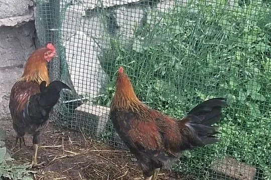 Młode kogutki Zielononóżki i Tęczówki, Wielkopolskie, Łopienno