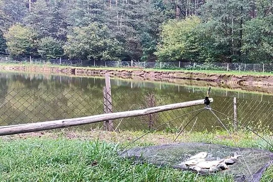 Kroczek karpia - sprzedam, Łódzkie, Kałuże