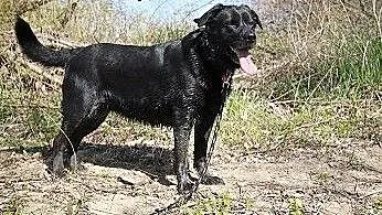 Wandzia czarna labradorka do adopcji, kujawsko-po