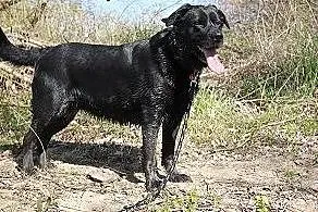 Wandzia czarna labradorka do adopcji,  kujawsko-po