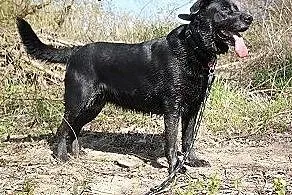 Wandzia czarna labradorka do adopcji,  kujawsko-po