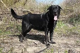 Wandzia czarna labradorka do adopcji,  kujawsko-po