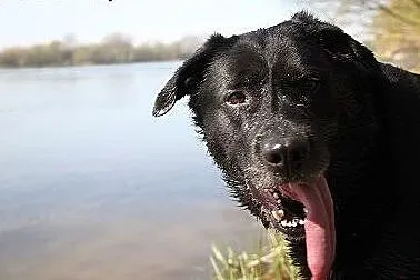 Wandzia czarna labradorka do adopcji,  kujawsko-po