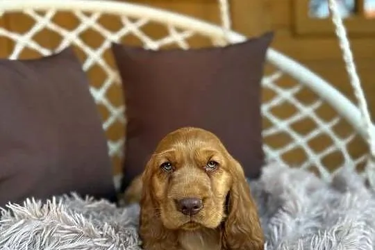 Wyjątkowy! Piesek Cocker Spaniel Angielski złoty czekoladowy nos rodowód, Mazowieckie, Warszawa