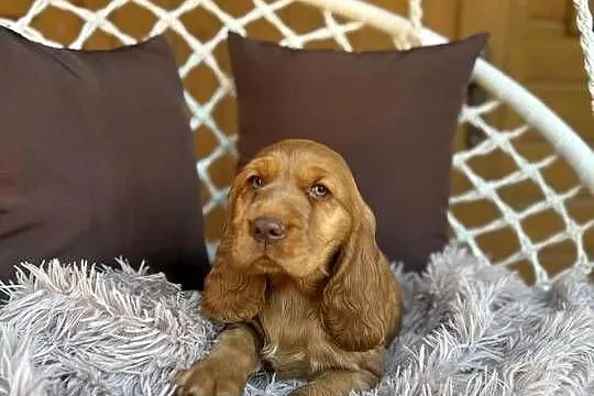 Wyjątkowy! Piesek Cocker Spaniel Angielski złoty czekoladowy nos rodowód, Mazowieckie, Warszawa